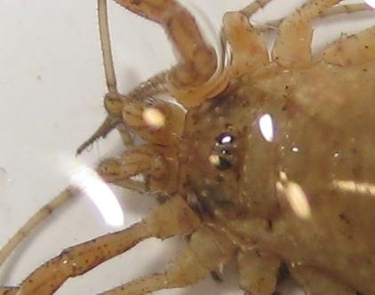 Oligolophus tridens